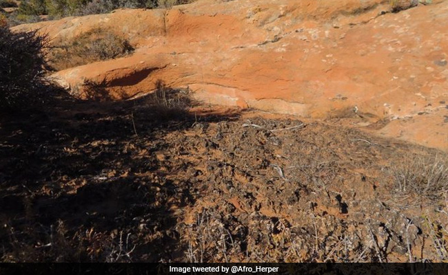How Quickly Can You Find The Lizard Hiding In Plain Sight In This Pic?