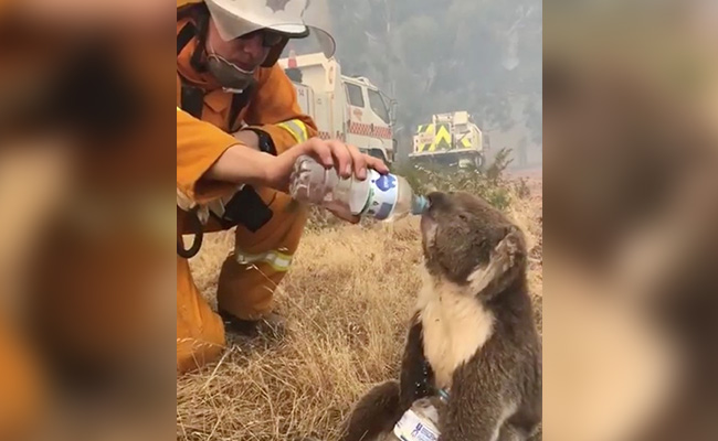 Australia Could List Koalas As "Endangered" Amid Bushfire Crisis