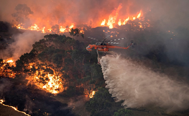 Nearly 3 Billion Animals Affected Due To Australia Bushfires: Study