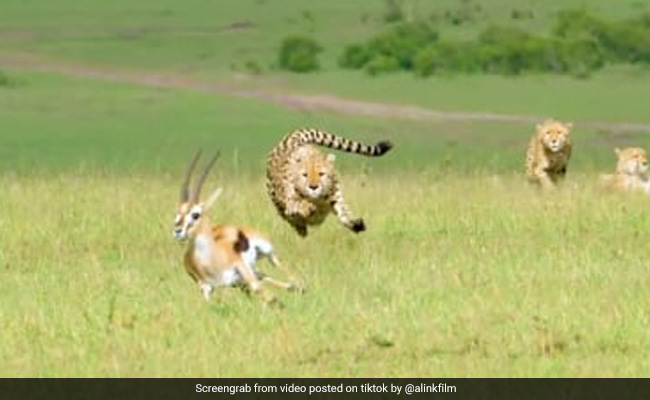 TikTok Viral Video: भूखे शेर को दूर से दिखा हिरण, जैसे ही लगाई दौड़ तो हुआ ऐसा, 30 लाख से ज्यादा बार देखा गया वीडियो