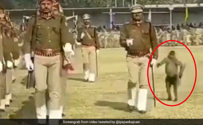 लंगूर ने परेड कर रहे पुलिसवाले को मारी जोरदार लात, IPS ने ट्वीट कर बोला- 'जब ठीक से न करो तो..' देखें Video