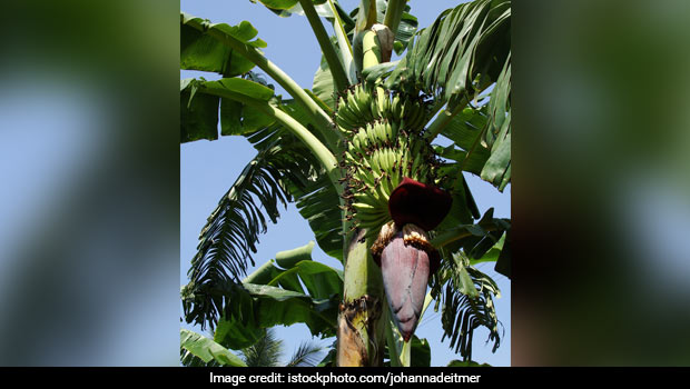Not Just The Fruit, You Can Use Every Part Of Banana Plant To Make Delish Food