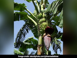 बुरहानपुर में वायरस खा रहा केले की फसल, उजड़ रहे खेत, किसानों पर बड़ा संकट!