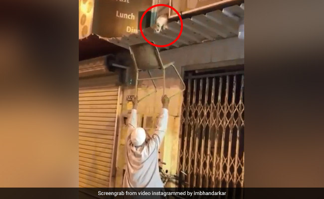 Viral: Elderly Man Rescues Stranded Cat In Heartwarming Video