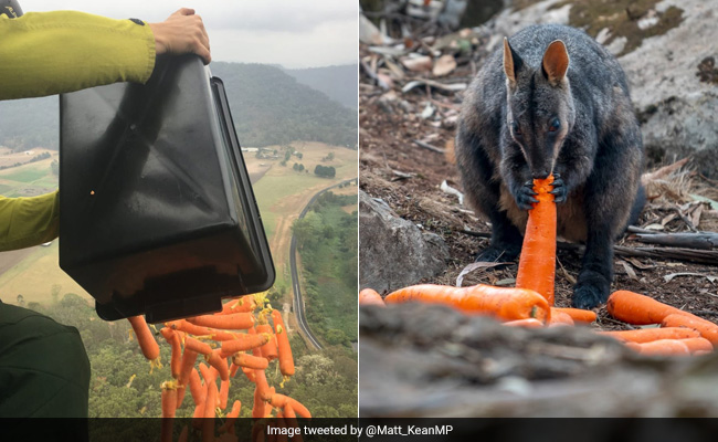 Veggies Air-Dropped For Hungry Wallabies In Wildfires-Hit Australia