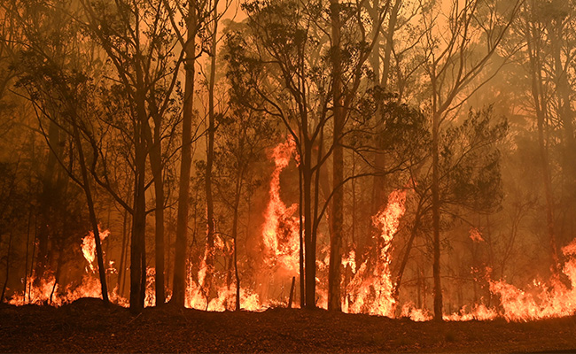 ऑस्ट्रेलिया में जानबूझ कर आग लगाने के लिए सैकड़ों लोग हुए गिरफ्तार
