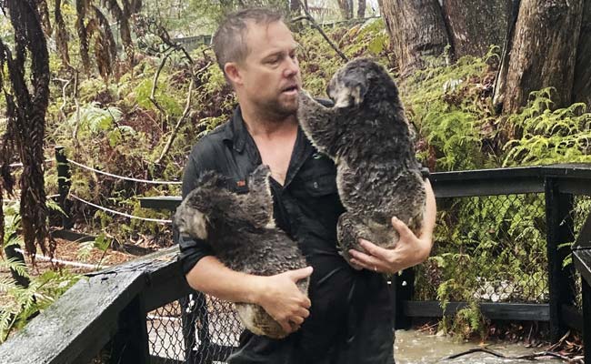 Fires, Then Floods: How Much Can A Koala Bear?