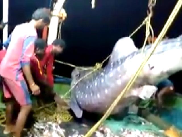 Kerala Fishermen Release Endangered Whale Shark Into Sea