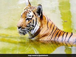 NTCA ने राज्यों को दिए निर्देश: बाघों पर नजर रखें और Covid-19 के लक्षण दिखते ही सूचित करें NTCA ने राज्यों को दिए निर्देश: बाघों पर नजर रखें और Covid-19 के लक्षण दिखते ही सूचित करें