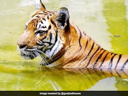 असम में भीड़ ने रॉयल बंगाल टाइगर को पीट-पीटकर मार डाला, बुरी तरह से कटा-फटा मिला शव असम में भीड़ ने रॉयल बंगाल टाइगर को पीट-पीटकर मार डाला, बुरी तरह से कटा-फटा मिला शव