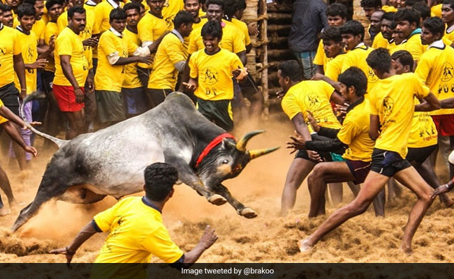 Tamil Nadu Allows Jallikattu With Strict Covid Precautions In Place