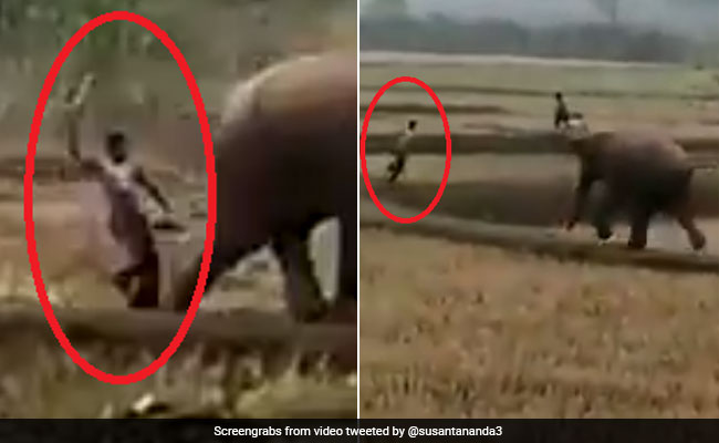 पीछे से लड़के ने मारा मुक्का तो Attack करने के लिए हाथी ने लगा दी दौड़,  देखें पूरा Video