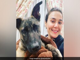 प्रीति जिंटा को डूबता देख, बचाने आया उनका डॉगी, एक्ट्रेस ने ट्विटर पर पोस्ट की पूरी दास्तां... प्रीति जिंटा को डूबता देख, बचाने आया उनका डॉगी, एक्ट्रेस ने ट्विटर पर पोस्ट की पूरी दास्तां...