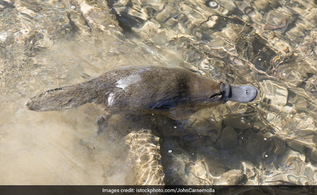 Climate Change Pushing Australia's Platypus Towards Extinction: Report