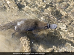 Why Some Animals Are Still Labelled As Primitive Though None Exist