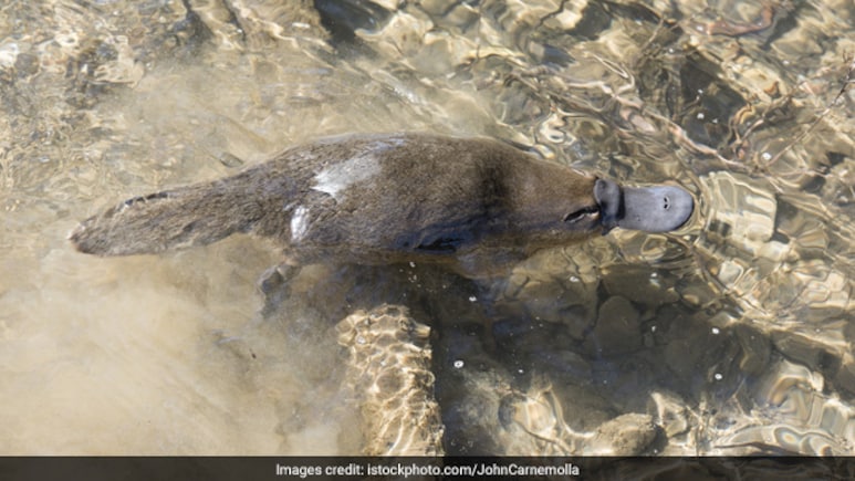 Why Some Animals Are Still Labelled As Primitive Though None Exist