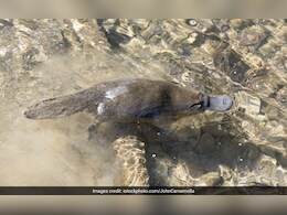 इंसान सबसे ऊपर नहीं? Evolution का सच जो किताबों से अलग है...सच्चाई चौंका देगी