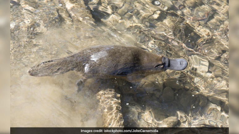 इंसान सबसे ऊपर नहीं? Evolution का सच जो किताबों से अलग है...सच्चाई चौंका देगी