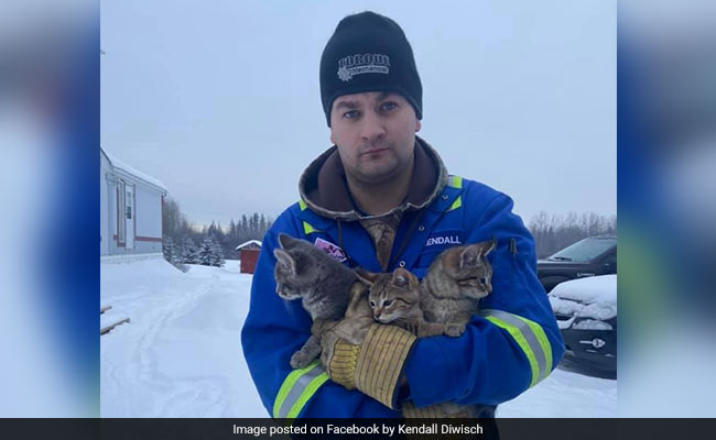 Man Finds 3 Kittens Frozen To Ground, Uses Coffee To Rescue Them. Watch