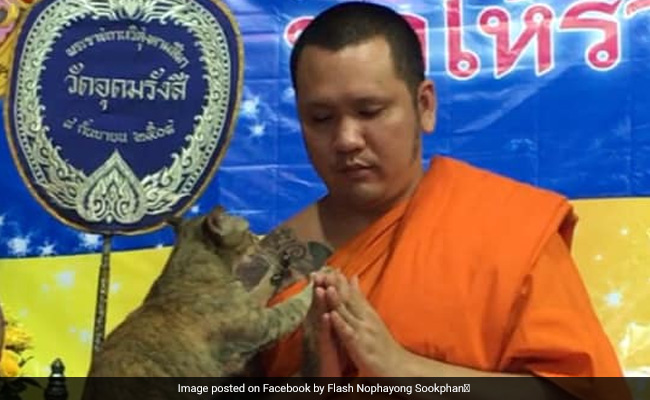 Friendly Cat Tests Buddhist Monk's Patience In This Heartwarming Video