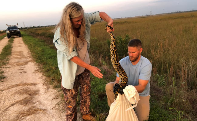 "It Was Going For My Throat": US Python Hunters Wrestle Invasive Snakes