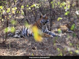 Male Tiger "Dollar", That Raised 2 Orphan Cubs, Dies In Rajasthan Male Tiger "Dollar", That Raised 2 Orphan Cubs, Dies In Rajasthan