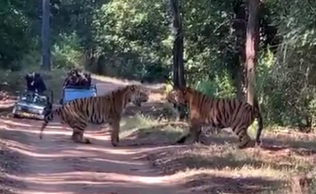 Watch: Two Tigers Clash Over Territory In Madhya Pradesh