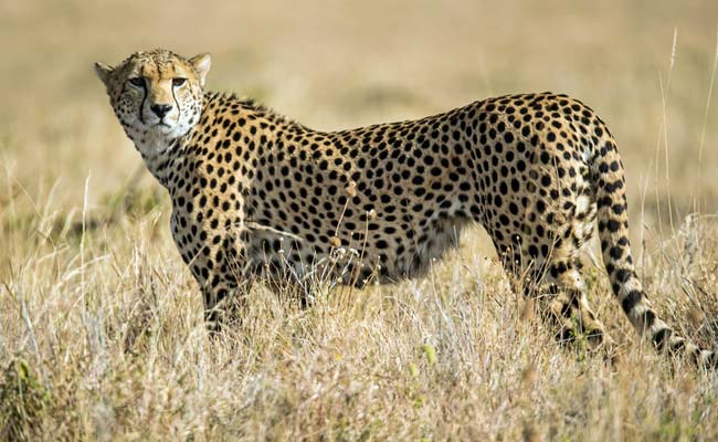 First Batch Of 12 Cheetahs From South Africa Likely To Reach India In October