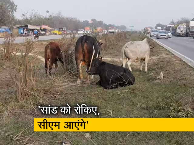 यूपी में इंजीनियरों को दिया गया सांड को रोकने का आदेश, मजाक बनने के बाद वापस लिया