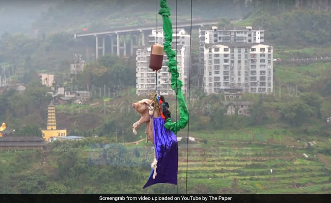 Chinese Theme Park Faces Backlash For Forcing Pig To Bungee Jump