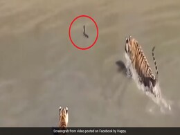 बतख का शिकार करने नदी में उतर आए बाघ, झपट्टा मारा तो छोटे से जीव ने किया ऐसा... देखें Video बतख का शिकार करने नदी में उतर आए बाघ, झपट्टा मारा तो छोटे से जीव ने किया ऐसा... देखें Video