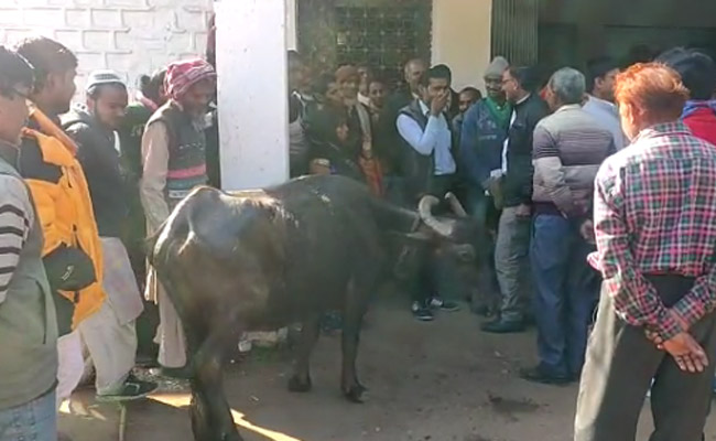 साहब को रिश्वत के तौर पर भैंस सौंपने के लिए दफ्तर पहुंची महिला! तहसीलदार हुए खफा