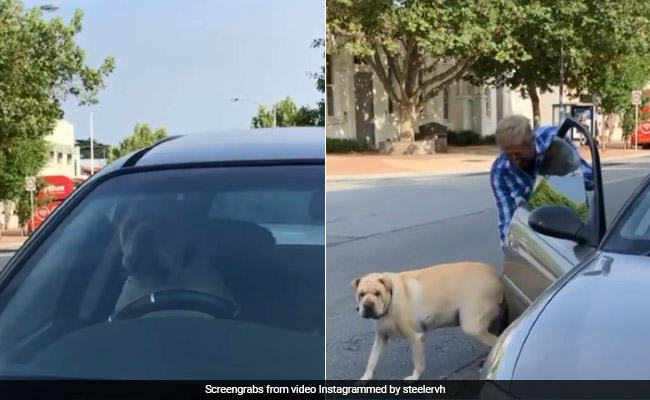 Impatient Dog Honks To Get Human's Attention In Hilarious Video
