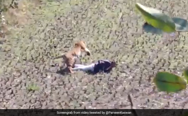 Watch: Caught By A Tiger, Man's Hair-Raising Escape In Maharashtra