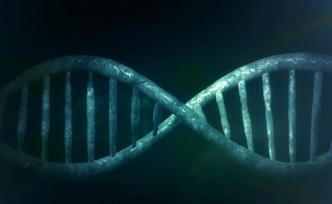 New Approach Tested For Injecting Gene Therapy Vectors In Kidney