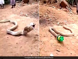 कोबरा निगल गया प्लास्टिक की पूरी बॉटल, तड़पते हुए यूं निकाला बाहर... देखें Viral Video कोबरा निगल गया प्लास्टिक की पूरी बॉटल, तड़पते हुए यूं निकाला बाहर... देखें Viral Video