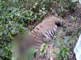 Tigress, Three Cubs Found Dead In Goa, Centre Orders Probe Tigress, Three Cubs Found Dead In Goa, Centre Orders Probe