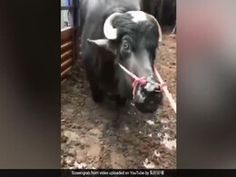 Cow ‘Begs’ To Be Spared From Slaughter In Heartbreaking Video Cow ‘Begs’ To Be Spared From Slaughter In Heartbreaking Video