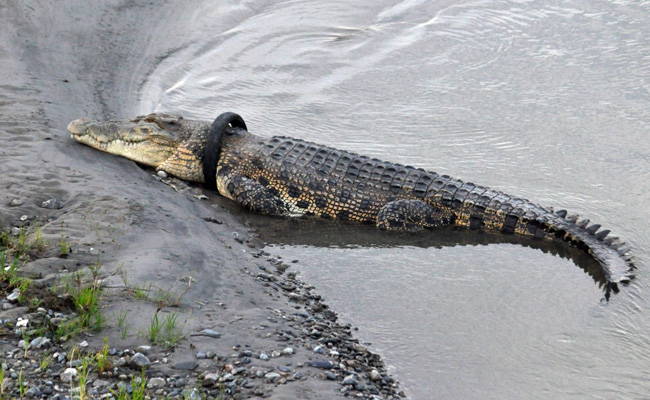 Indonesia Offers Reward For Plucking Tyre Off Giant Crocodile's Neck