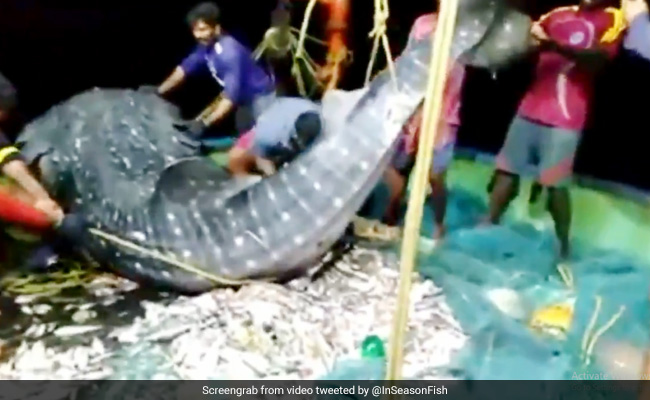 Kerala Fishermen Release Endangered Whale Shark Back Into Water, Win Praise