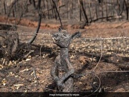 Australia Bushfire: जले हुए बेबी कंगारू की Photo वायरल, आग से बचने की कोशिश में फंस गया था तारों में Australia Bushfire: जले हुए बेबी कंगारू की Photo वायरल, आग से बचने की कोशिश में फंस गया था तारों में