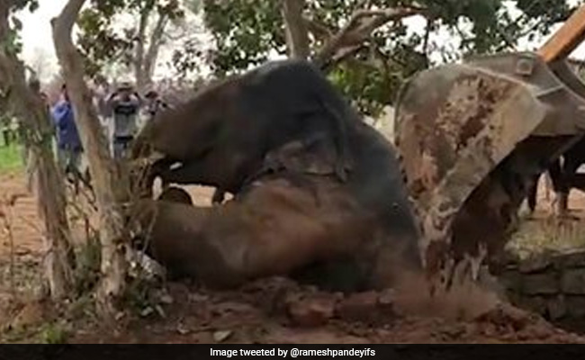 How Archimedes' Principle Helped In Rescue Of Elephant In Jharkhand