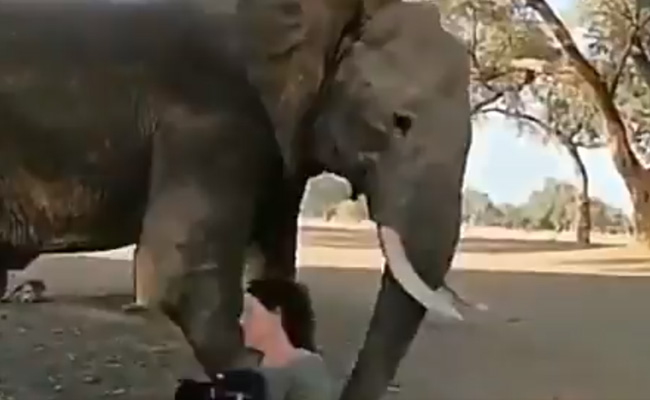 करीब से फोटो लेना चाहती थी महिला फोटोग्राफर, हाथी ने सूंड से कर द‍िया साइड, देखें Video