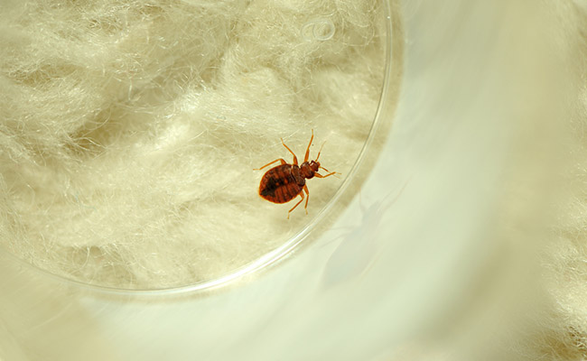 Police Search For Person Who Released Bed Bugs In Walmart Store