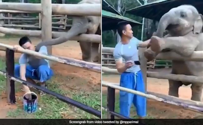 काम कर रहा था शख्स, पीछे से आया हाथी का बच्चा और मारी सूंड, फिर हुआ कुछ ऐसा... देखें Viral Video