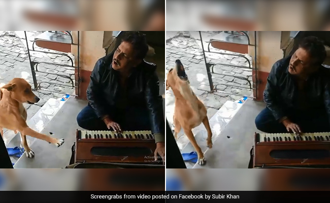 Dog Joins His Human In Singing Ranu Mondal Song. 2 Million Views For Clip