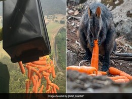 Australia Bushfire: भूख से मर रहे जानवरों को बचाने के लिए सरकार ने निकाली तरकीब, आसमान से पहुंचा रही है खाना Australia Bushfire: भूख से मर रहे जानवरों को बचाने के लिए सरकार ने निकाली तरकीब, आसमान से पहुंचा रही है खाना