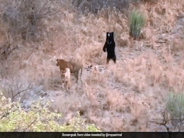 Sloth Bear Chases Away 2 Tigers At Ranthambore. Incredible Video Is Viral Sloth Bear Chases Away 2 Tigers At Ranthambore. Incredible Video Is Viral