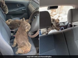 Teens Fill Car With Koalas To Rescue Them From Australia Bushfires Teens Fill Car With Koalas To Rescue Them From Australia Bushfires