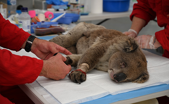 Australian Island Had 46,000 Koalas. After Bushfire, Only 9,000 Remain